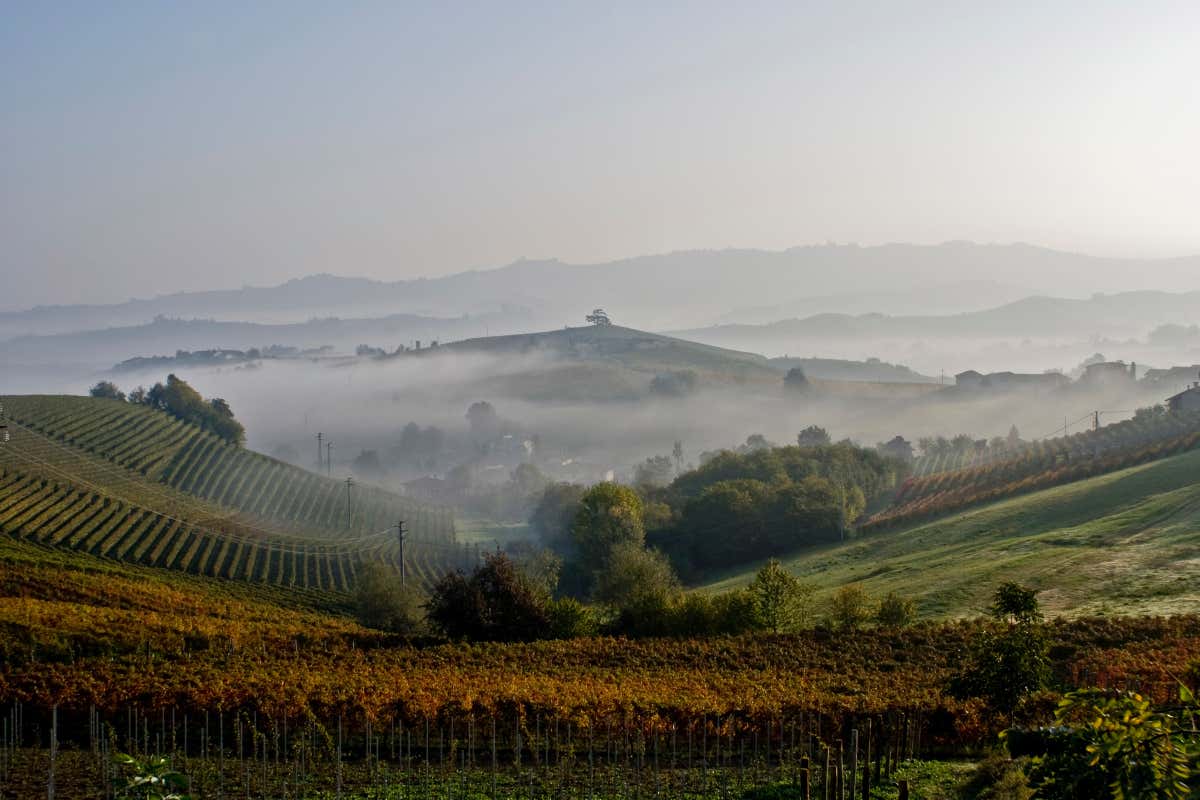 Barolo e Timorasso: a Milano due modelli piemontesi a confronto